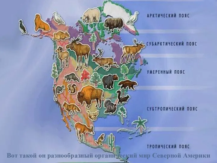 Вот такой он разнообразный органический мир Северной Америки