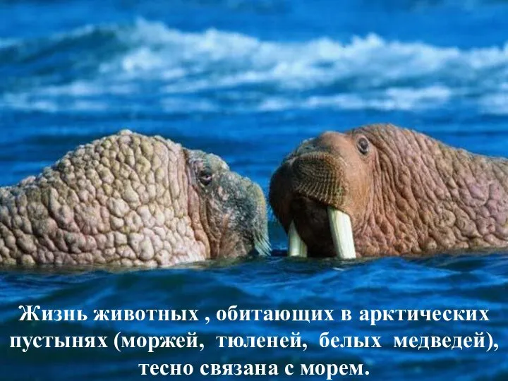 Жизнь животных , обитающих в арктических пустынях (моржей, тюленей, белых медведей), тесно связана с морем.