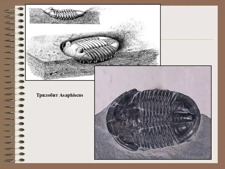 Трилобит Asaphiscus