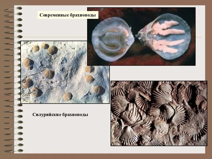 Силурийские брахиоподы Современные брахиоподы