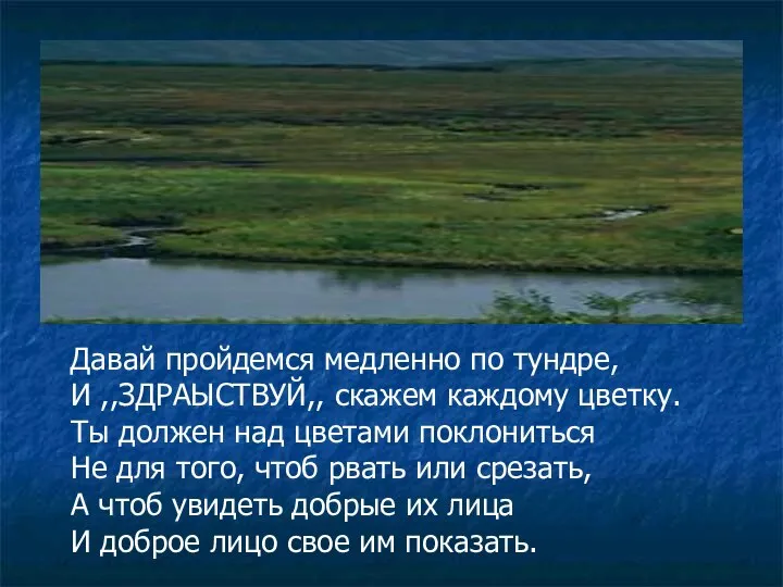 Давай пройдемся медленно по тундре, И ,,ЗДРАЫСТВУЙ,, скажем каждому цветку. Ты