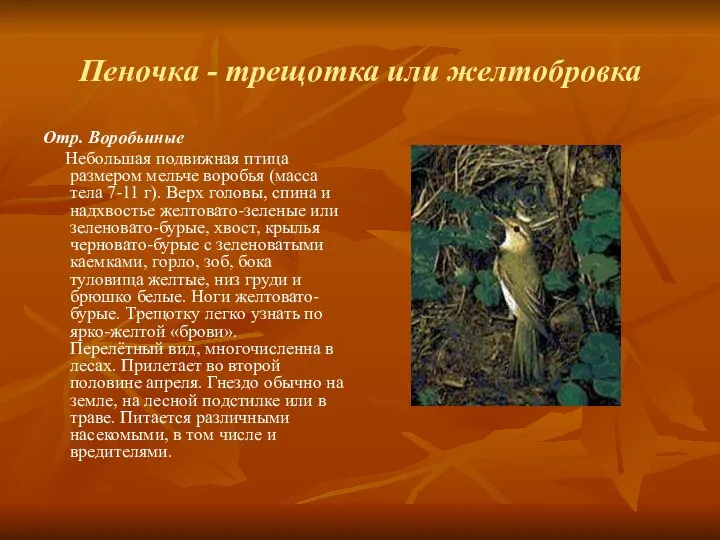 Пеночка - трещотка или желтобровка Отр. Воробьиные Небольшая подвижная птица размером