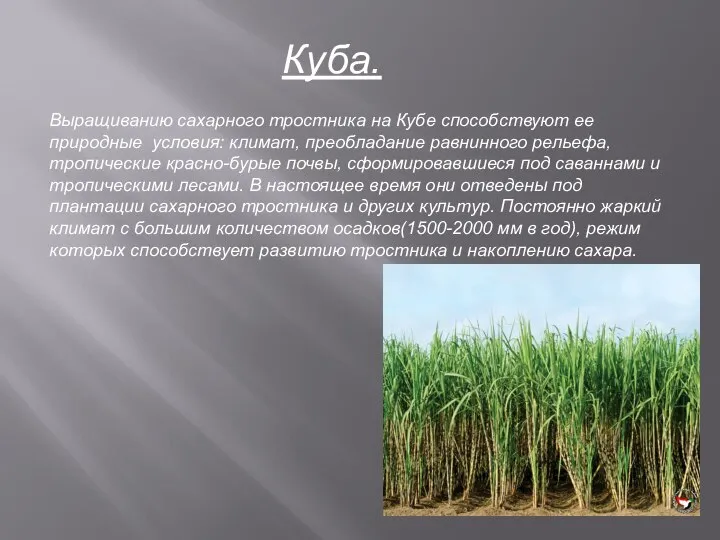 Куба. Выращиванию сахарного тростника на Кубе способствуют ее природные условия: климат,