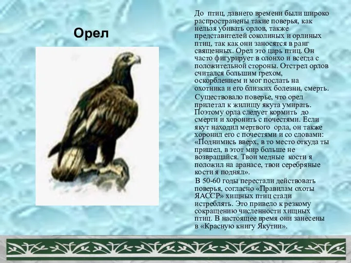 Орел До птиц, давнего времени были широко распространены такие поверья, как