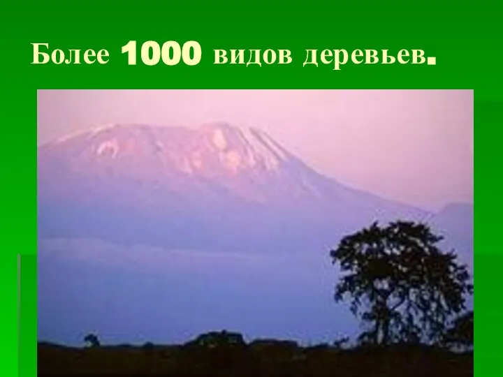 Более 1000 видов деревьев.