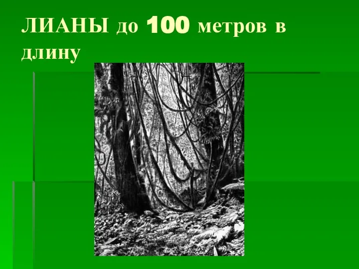 ЛИАНЫ до 100 метров в длину