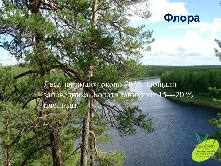 Флора Леса занимают около 70 % площади заповедника. Болота занимают 15—20 % площади.