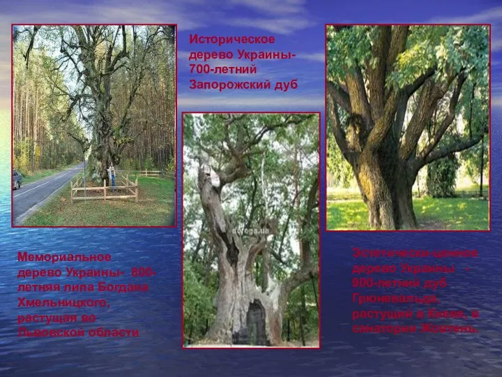 Мемориальное дерево Украины- 800-летняя липа Богдана Хмельницкого, растущая во Львовской области