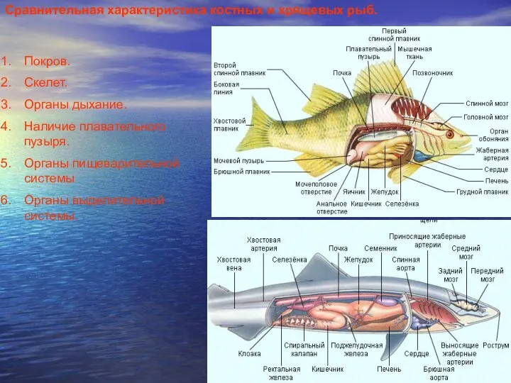 Сравнительная характеристика костных и хрящевых рыб. Покров. Скелет. Органы дыхание. Наличие