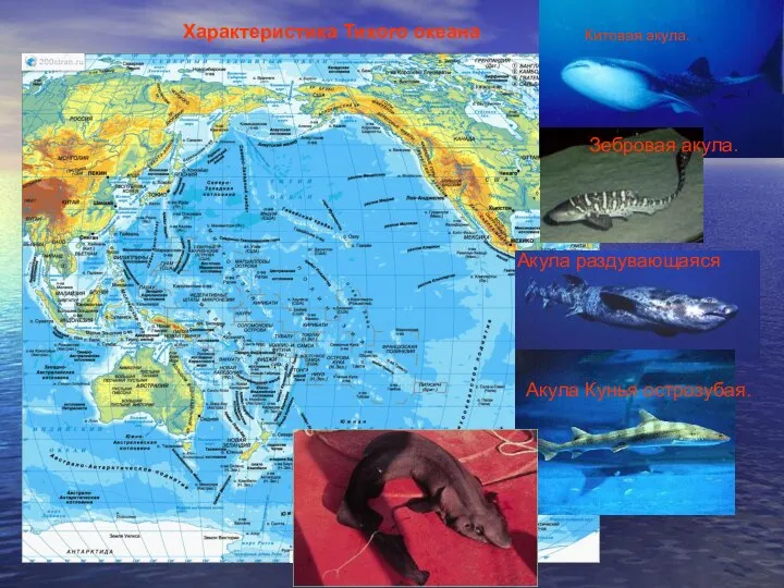 Характеристика Тихого океана Китовая акула. Зебровая акула. Акула раздувающаяся Акула Кунья острозубая. Акула кунья ложная