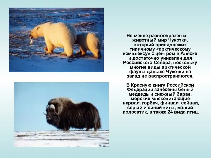 Не менее разнообразен и животный мир Чукотки, который принадлежит типичному «арктическому