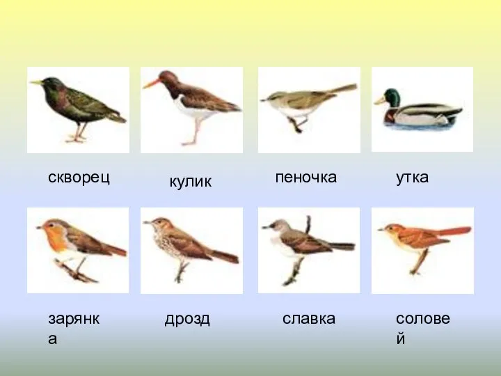 пеночка кулик утка скворец зарянка дрозд славка соловей