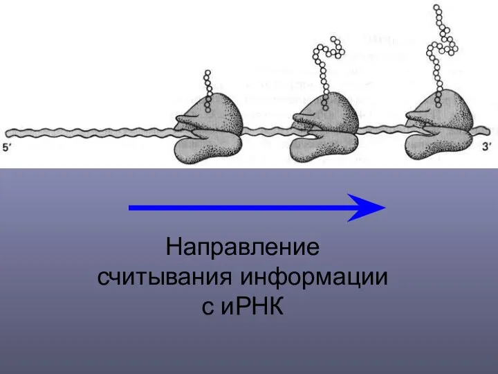 Направление считывания информации с иРНК