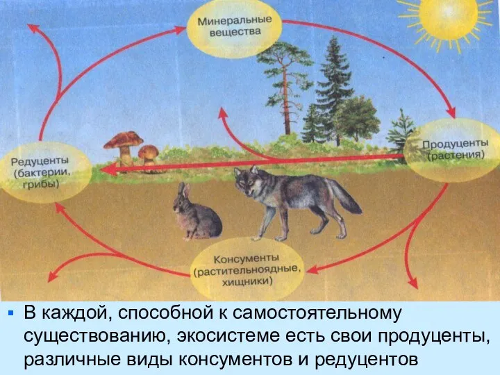 В каждой, способной к самостоятельному существованию, экосистеме есть свои продуценты, различные виды консументов и редуцентов