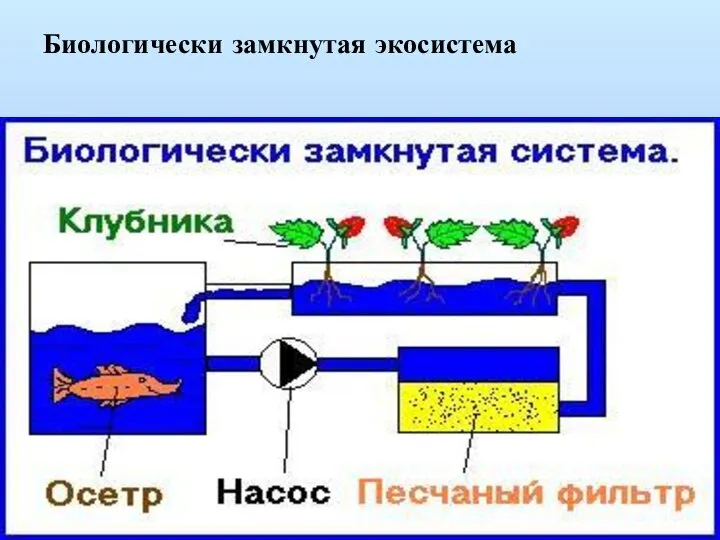 Биологически замкнутая экосистема