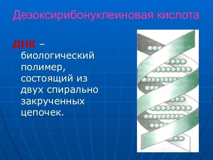 Дезоксирибонуклеиновая кислота ДНК –биологический полимер, состоящий из двух спирально закрученных цепочек.