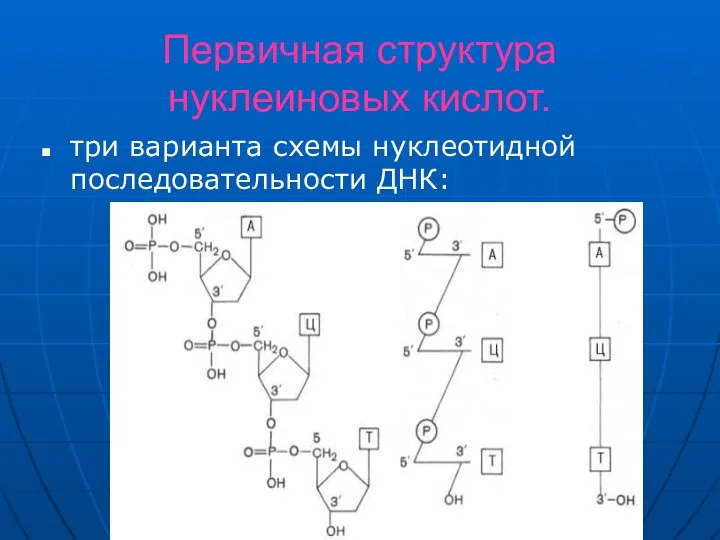 Первичная структура нуклеиновых кислот. три варианта схемы нуклеотидной последовательности ДНК: