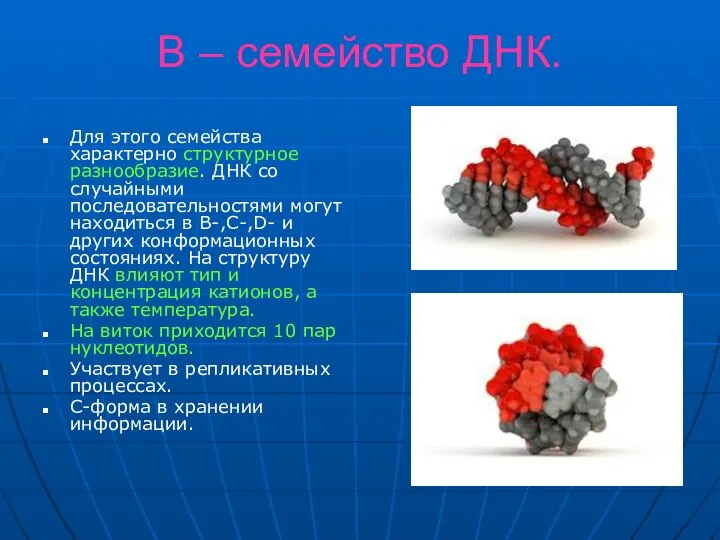 В – семейство ДНК. Для этого семейства характерно структурное разнообразие. ДНК