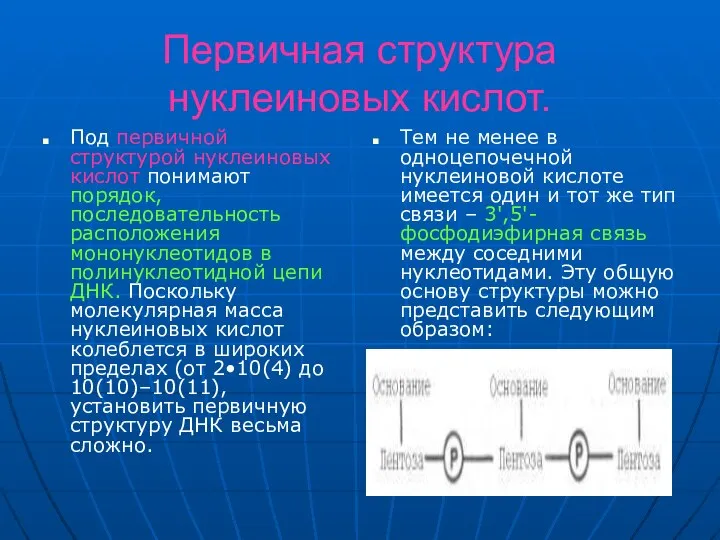 Первичная структура нуклеиновых кислот. Под первичной структурой нуклеиновых кислот понимают порядок,