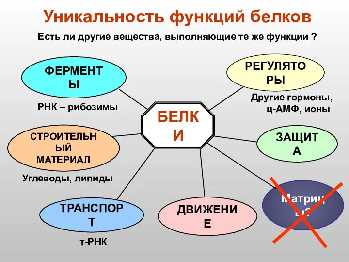 БЕЛКИ РЕГУЛЯТОРЫ ФЕРМЕНТЫ СТРОИТЕЛЬНЫЙ МАТЕРИАЛ ТРАНСПОРТ ДВИЖЕНИЕ ЗАЩИТА Уникальность функций белков