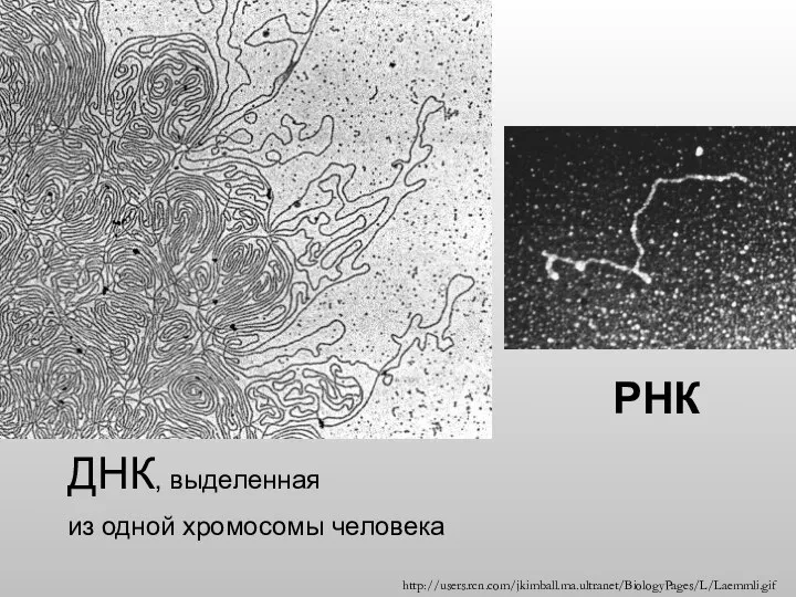 ДНК, выделенная из одной хромосомы человека РНК http://users.rcn.com/jkimball.ma.ultranet/BiologyPages/L/Laemmli.gif