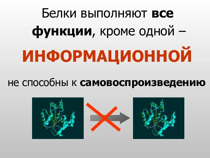 Белки выполняют все функции, кроме одной – ИНФОРМАЦИОННОЙ не способны к самовоспроизведению