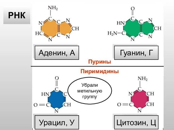 Тимин, Т Цитозин, Ц Аденин, А Гуанин, Г ДНК РНК Урацил, У Убрали метильную группу