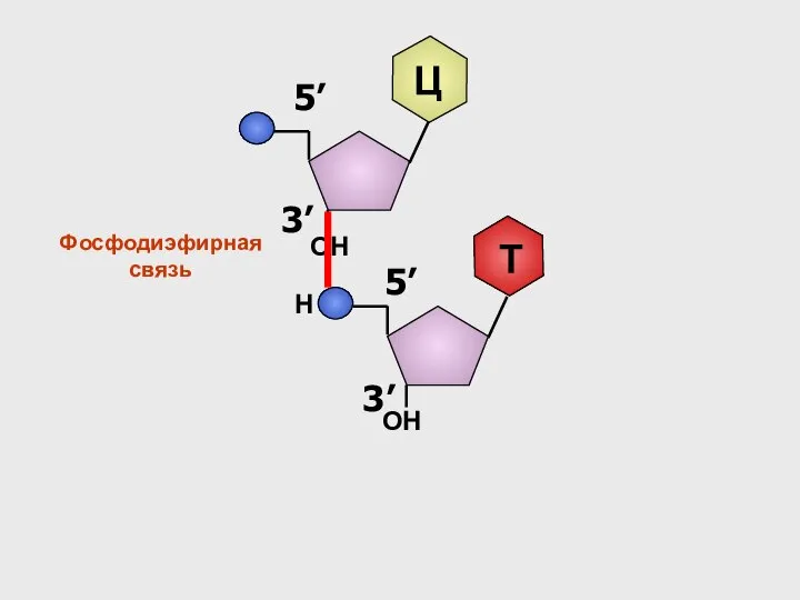 3’ 5’ Ц ОН Н Фосфодиэфирная связь