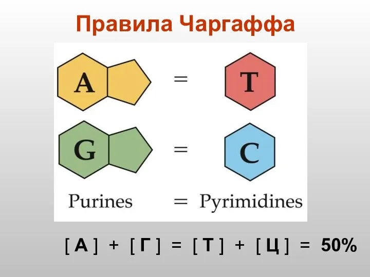 Правила Чаргаффа [ А ] + [ Г ] = [