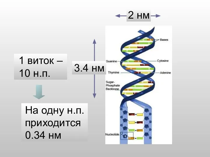 1 виток – 10 н.п. На одну н.п. приходится 0.34 нм