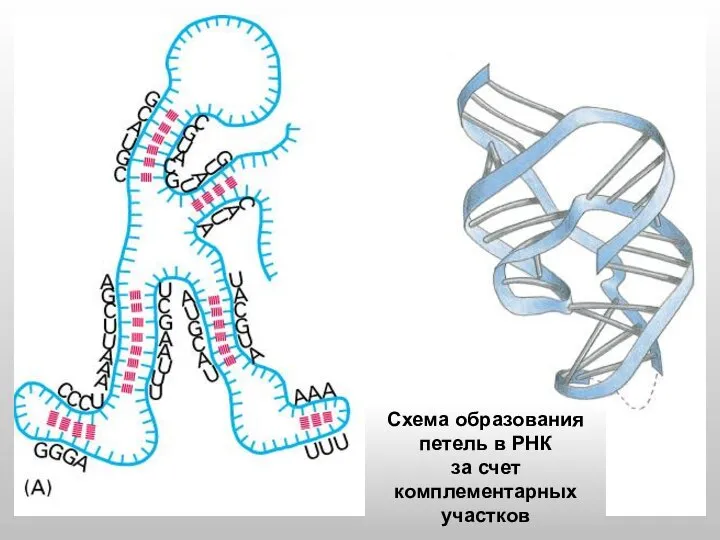 Схема образования петель в РНК за счет комплементарных участков