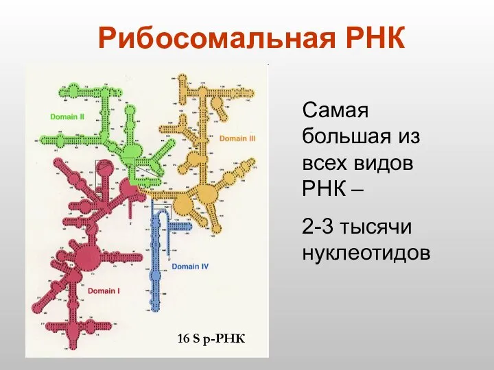 Рибосомальная РНК 16 S р-РНК Самая большая из всех видов РНК – 2-3 тысячи нуклеотидов