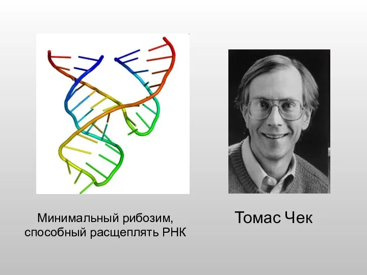 Минимальный рибозим, способный расщеплять РНК Томас Чек