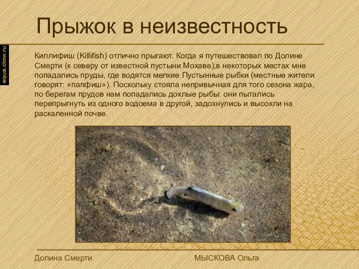 Киллифиш (Killifish) отлично прыгают. Когда я путешествовал по Долине Смерти (к