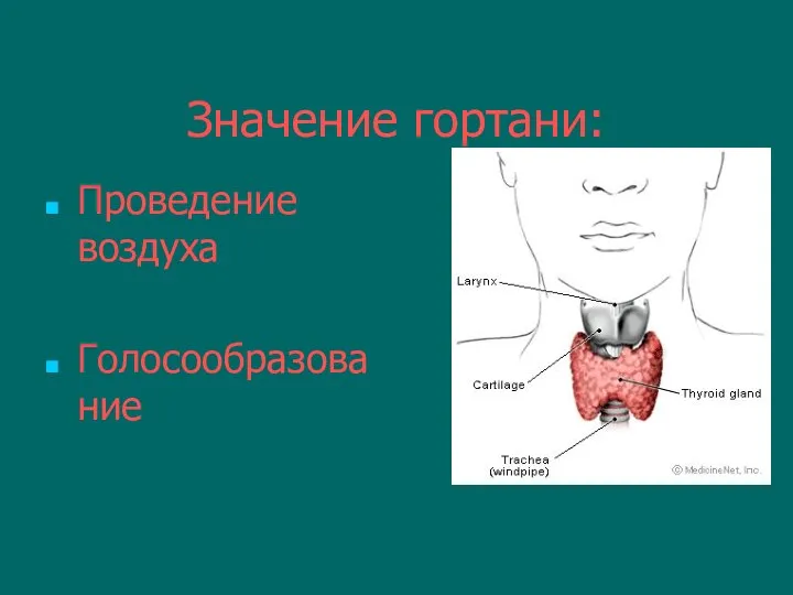 Значение гортани: Проведение воздуха Голосообразование