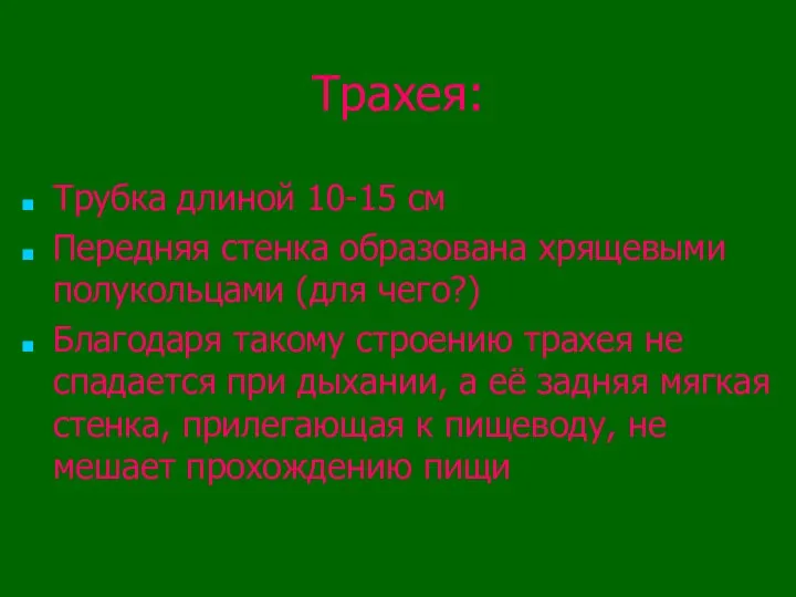 Трахея: Трубка длиной 10-15 см Передняя стенка образована хрящевыми полукольцами (для