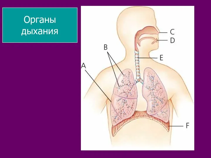 Органы дыхания