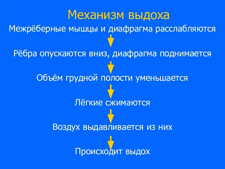 Механизм выдоха Межрёберные мышцы и диафрагма расслабляются Рёбра опускаются вниз, диафрагма