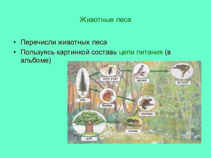 Животные леса Перечисли животных леса Пользуясь картинкой составь цепи питания (в альбоме)