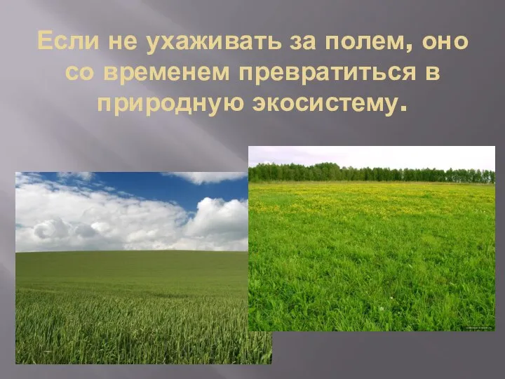 Если не ухаживать за полем, оно со временем превратиться в природную экосистему.