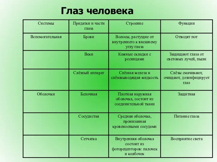 Глаз человека