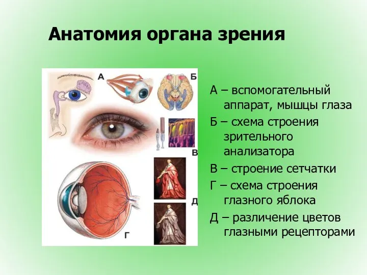 Анатомия органа зрения А – вспомогательный аппарат, мышцы глаза Б –