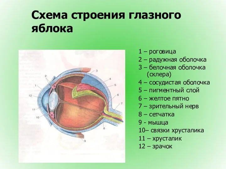 Схема строения глазного яблока 1 – роговица 2 – радужная оболочка