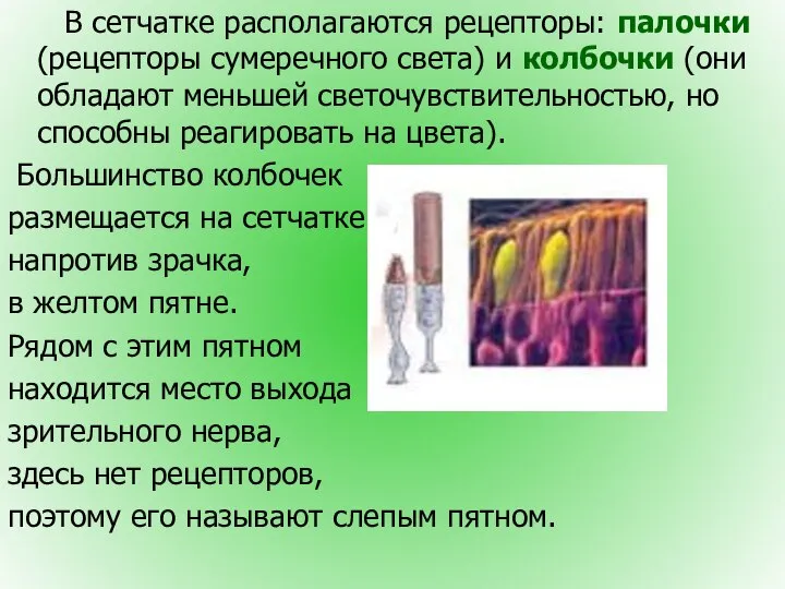 В сетчатке располагаются рецепторы: палочки (рецепторы сумеречного света) и колбочки (они