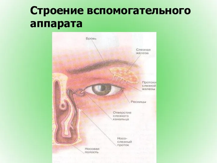 Строение вспомогательного аппарата