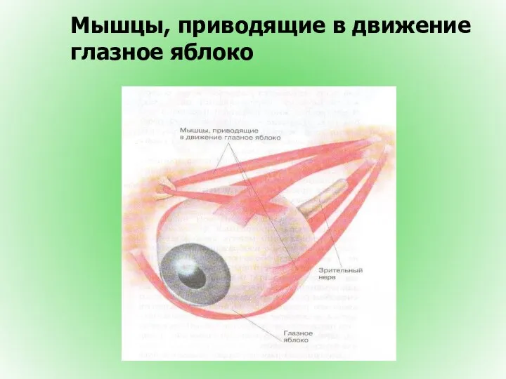 Мышцы, приводящие в движение глазное яблоко