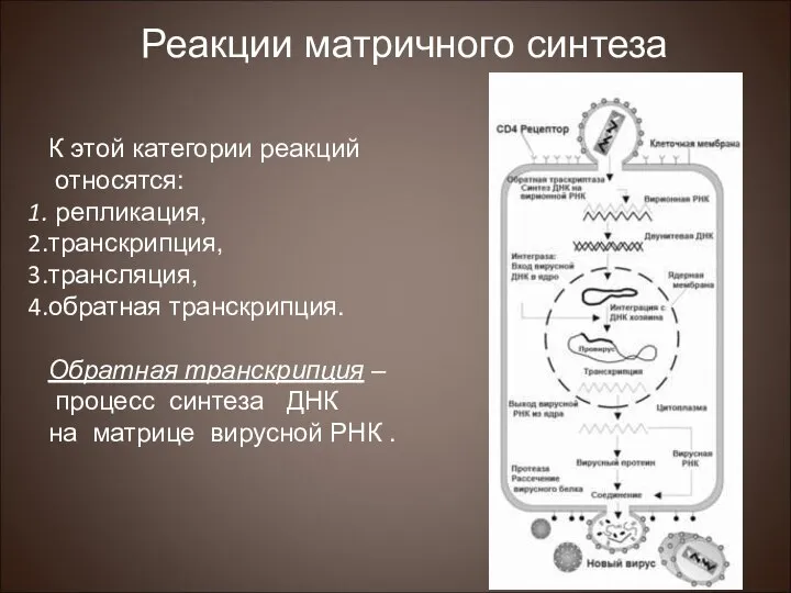 К этой категории реакций относятся: репликация, транскрипция, трансляция, обратная транскрипция. Обратная