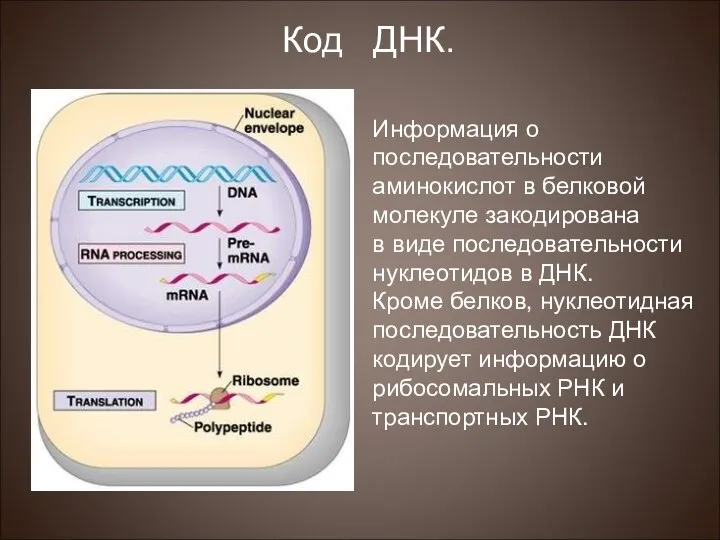 Информация о последовательности аминокислот в белковой молекуле закодирована в виде последовательности