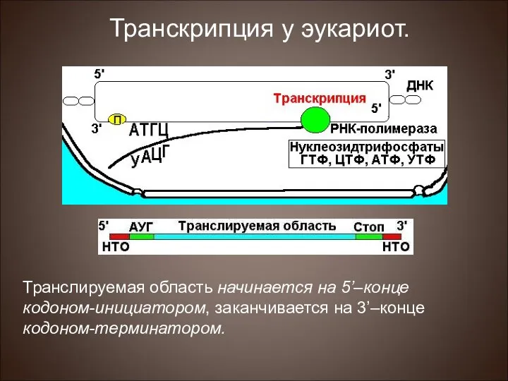 Транслируемая область начинается на 5’–конце кодоном-инициатором, заканчивается на 3’–конце кодоном-терминатором. Транскрипция у эукариот.