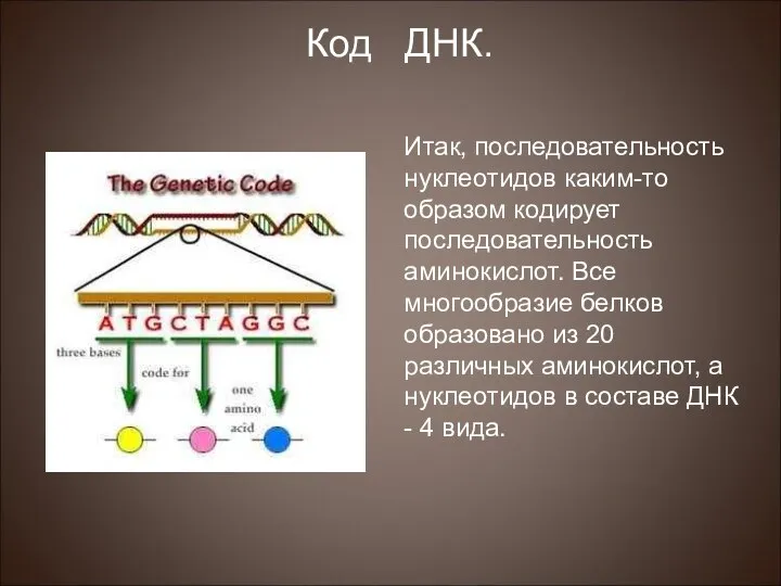 Итак, последовательность нуклеотидов каким-то образом кодирует последовательность аминокислот. Все многообразие белков